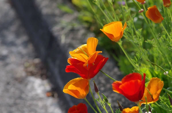 Detailní Záběr Barevných California Poppies — Stock fotografie