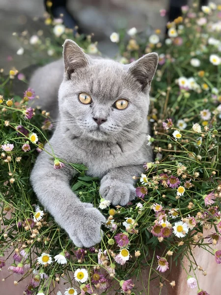 屋外の小さな花の上に横たわる英国の短剣猫の垂直ショットとカメラを見て — ストック写真