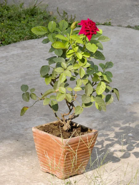 Eine Nahaufnahme Einer Schönen Rose Einem Topf Einem Sonnigen Tag — Stockfoto