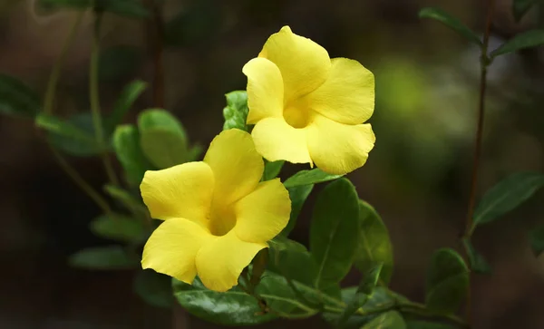 Une Mise Point Sélective Fleurs Pentalinon Fleurs Dans Jardin — Photo