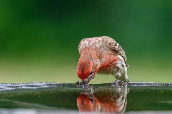 Detailní Záběr Mužského Domu Finch Pitné Vody Ptačí Lázně — Stock fotografie