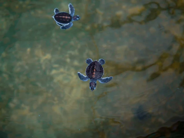 Top View Shot Two Baby Turtles Sea Turtle Preservation Society — Stock Photo, Image