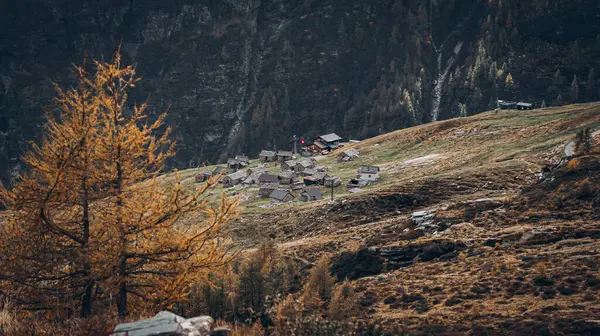 Eine Schöne Landschaft Einer Tanne Einem Berghang — Stockfoto