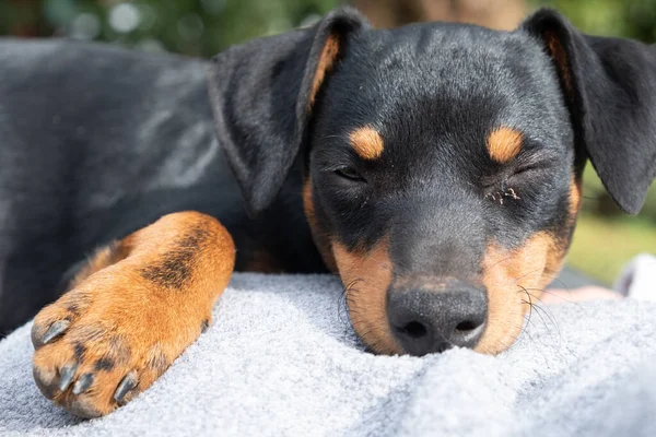 Adorable Jagdterrier Puppy Lying White Blanket Park — Stock Photo, Image