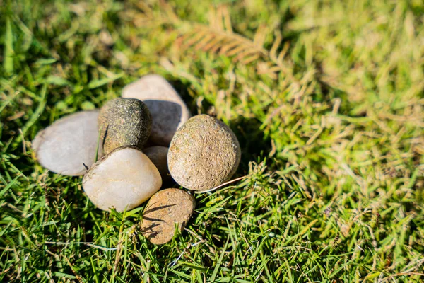 Closeup Shot White Living Stones Grass Field Sunny Day — Stock Photo, Image