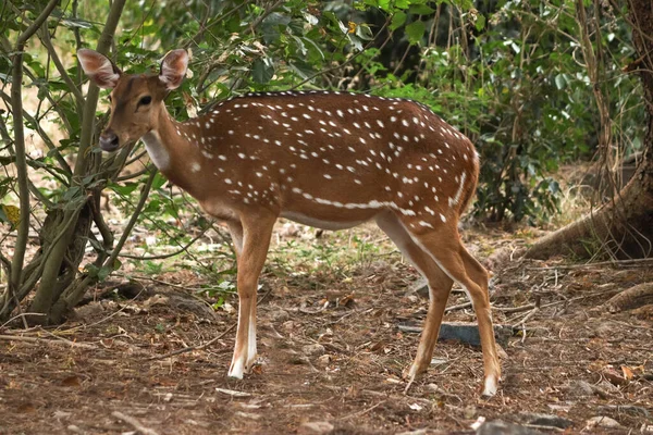 Selektywna Samica Jelenia Sika Cervus Nippon — Zdjęcie stockowe