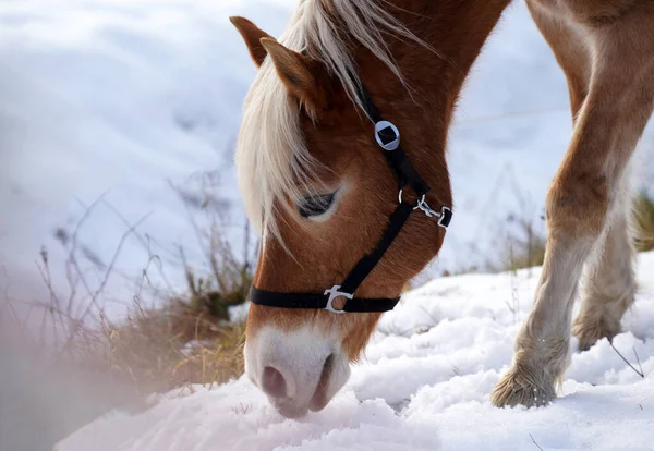 Primer Plano Caballo Marrón Oliendo Nieve — Foto de Stock