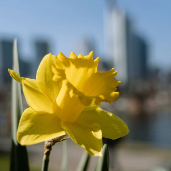 Closuep Shot Uma Bela Flor Daffodil Com Fundo Borrado — Fotografia de Stock