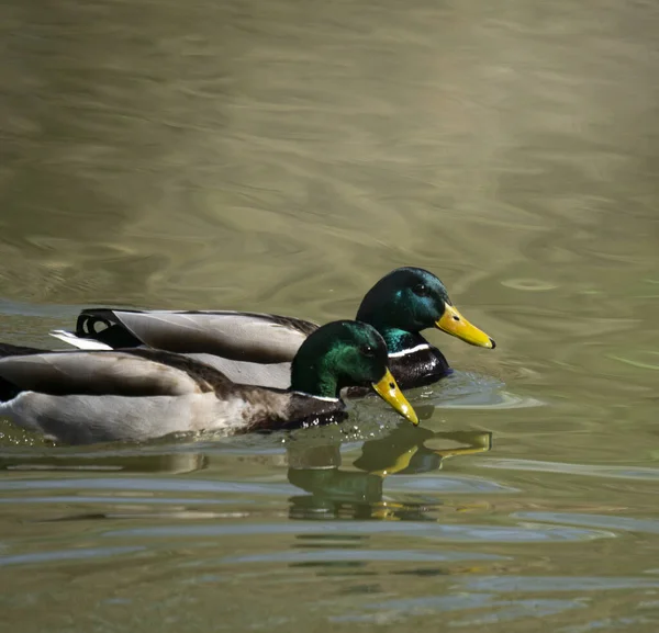 在阳光灿烂的日子里 两只野鸭在水里一起游泳的特写镜头 — 图库照片