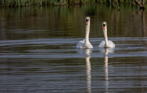 Front View Pair White Swans Water — Stock Photo, Image