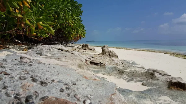 Ein Schöner Blick Auf Einen Felsigen Strand Mit Pflanzen Einem — Stockfoto