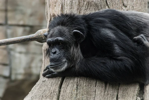 Black Chimpanzee Resting Tree — Stock Photo, Image