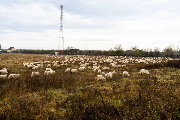 View Flock Sheep Lambs Field — Stock Photo, Image