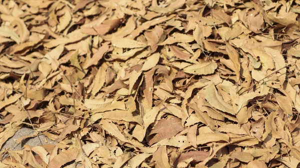 地上的一帧干枯的树叶 — 图库照片