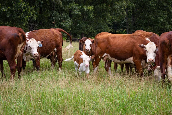 日中は牧草地で牛や子牛の放牧の美しいショット — ストック写真