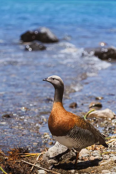 日当たりの良い湾のマゼランガチョウ — ストック写真