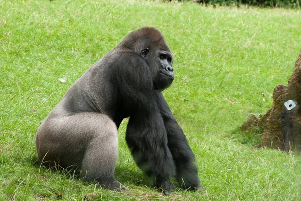 A closeup shot of a young gorilla sitting alone on the grass at the zoo