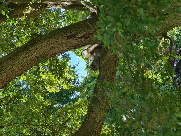 Niski Kąt Małej Puszystej Wiewiórki Siedzącej Krze Zielonego Drzewa — Zdjęcie stockowe