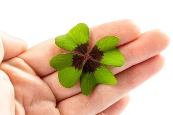 Closeup Hand Holding Green Clover Sign Luck Isolated White Background — Stock Photo, Image