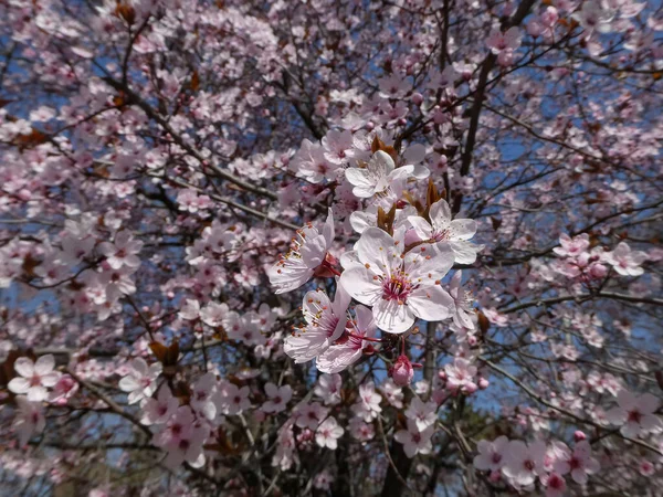 배경에 화려하게 꽃피는 아름다운 나무의 — 스톡 사진
