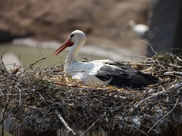 Closeup Beautiful Stork Sitting Nest — Stock Photo, Image