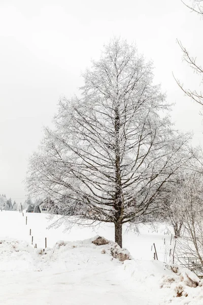 Árbol Sin Hojas Campo Nevado Invierno Alemania —  Fotos de Stock