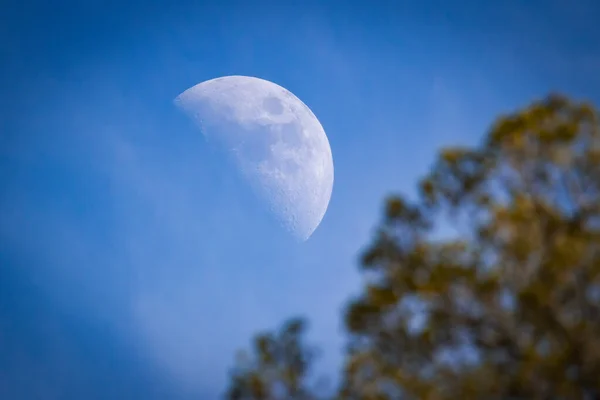 在蓝色的天空中看到了半月形的美丽景色 前景是一棵模糊的松树 — 图库照片