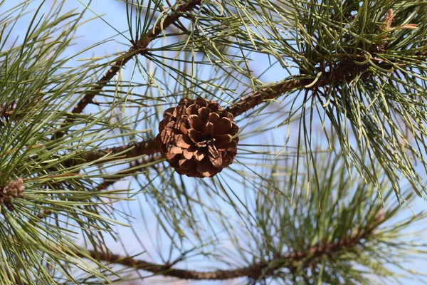 Gros Plan Cône Pin Sur Une Branche — Photo