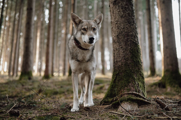 A Saarloos Wolfdog standing in the woods.
