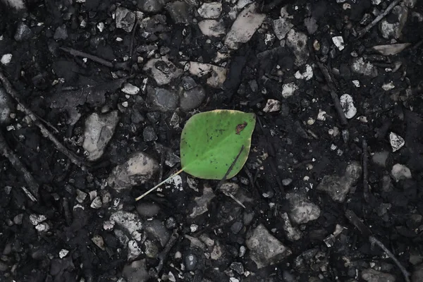 Вибірковий Кольоровий Знімок Зеленого Осіннього Листя Чорно Білій Кам Янистій — стокове фото
