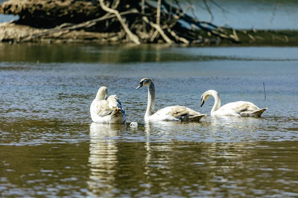 Tundra Swan Small Swan Holarctic Two Taxa Usually Regarded Conspecific — Stock Photo, Image