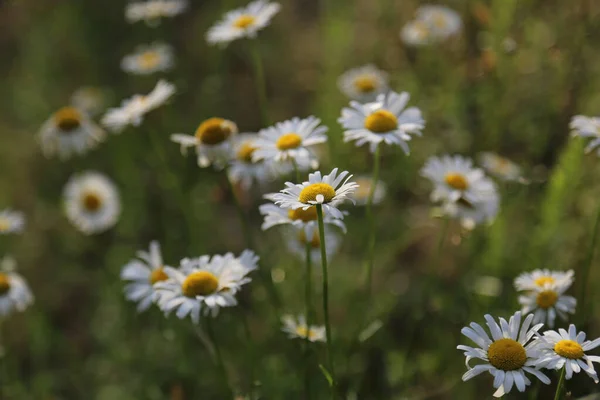 Bloeiende Witte Madeliefjes Bloemen Weide Lente Natuur Scène Met Bloeiende — Stockfoto