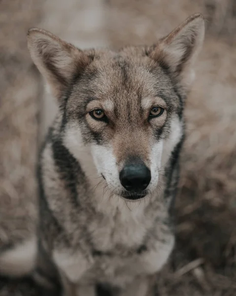 Ένα Κοντινό Πλάνο Ενός Wolfdog Saarloos Θολή Φόντο — Φωτογραφία Αρχείου