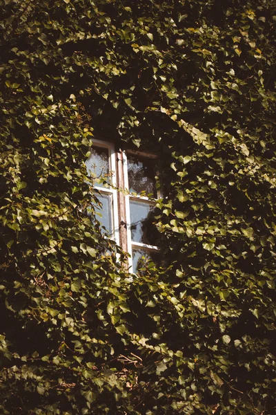 Вертикальний Знімок Вікна Оточеного Зеленим Листям — стокове фото