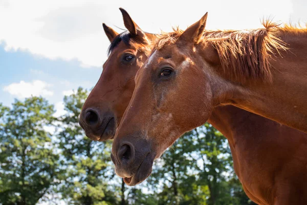 ベルリン ブランデンブルクの牧場で2頭の馬のクローズアップショット — ストック写真