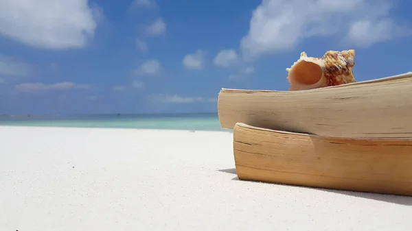 Una Hermosa Toma Una Concha Mar Los Libros Playa Arena — Foto de Stock