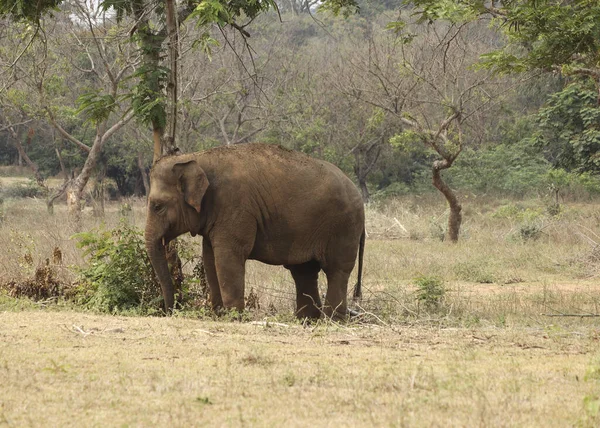 Ein Großer Elefant Auf Safari Einem Sonnigen Tag Sommer — Stockfoto