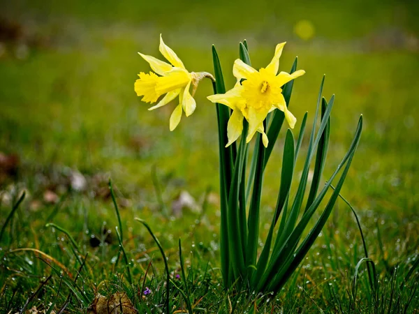 Primo Piano Fiori Gialli Narcisi Che Crescono Erba Verde Primavera — Foto Stock