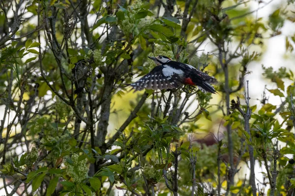 木々の間を白と黒の模様が飛ぶ美しいデンドロコスの鳥のクローズアップ — ストック写真