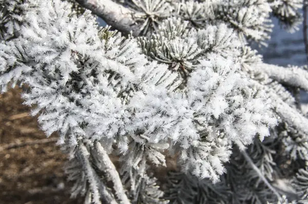 Piękny Widok Gałęzie Drzewa Pokryte Mrozem Ogrodzie — Zdjęcie stockowe