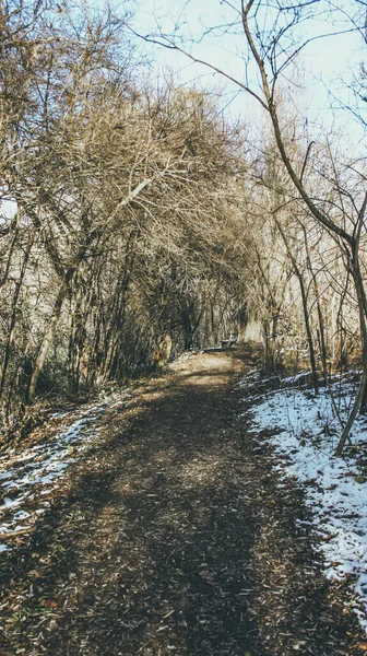 日中にいくつかの葉のない木の間の雪に覆われた葉の垂直歩行経路 — ストック写真