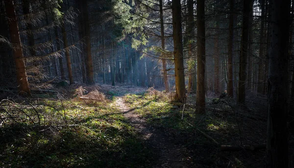 Caminho Com Raios Sol Através Árvores Para Floresta Eslováquia — Fotografia de Stock