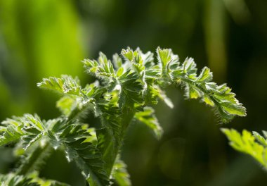 Güneş ışığı altındaki yeşil bitkinin seçici odak noktası.