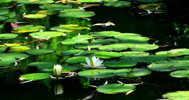 Beyaz nilüferler çiçekler ve suyun üzerinde yüzen zambaklar.