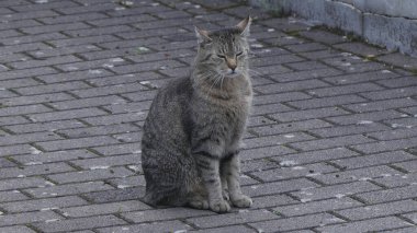 Tuğla zemindeki gri kediyi yakından çek.