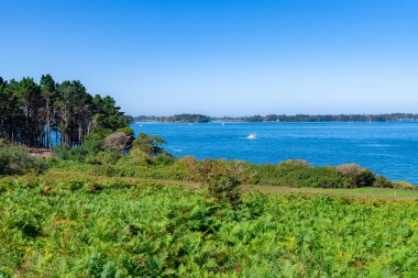 Morbihan körfezinde Ile-aux-Moines, bozkırda eğreltiotu, yazın tipik manzara.