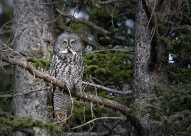 Ağaçta tünemiş büyük gri baykuş, yakın plan.