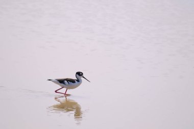 Himantopus Meksikalısı, yiyecek aramak için suyun üzerinde yürürken, siyah boyunlu çubuğun yakın çekimi..