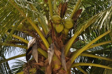 Güneşli bir günde ağaçtaki hindistan cevizleri