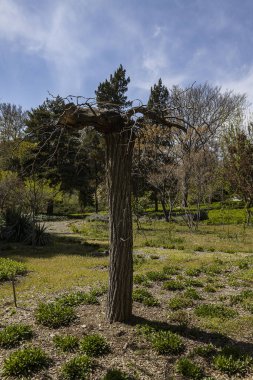 İran 'ın başkenti Tahran' daki Ulusal Botanik Bahçeleri 'nde yeşil ağaç ve çalıların dikey görüntüsü